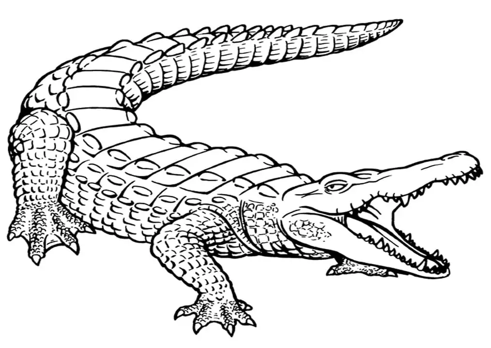 Print Crocodile