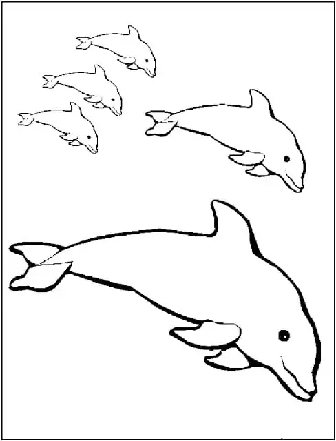 Print Dolphins