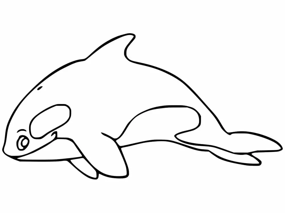 Print Killer Whale