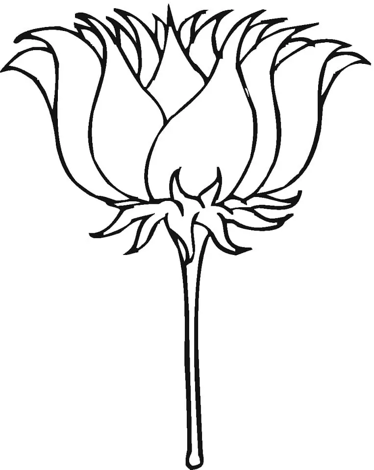 Lotusblume drucken