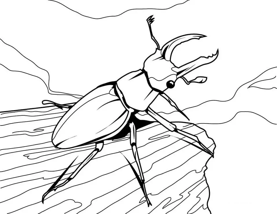 Simple Beetle Coloring Page - Free Printable Coloring Pages for Kids