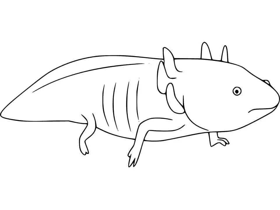 Printable Axolotl