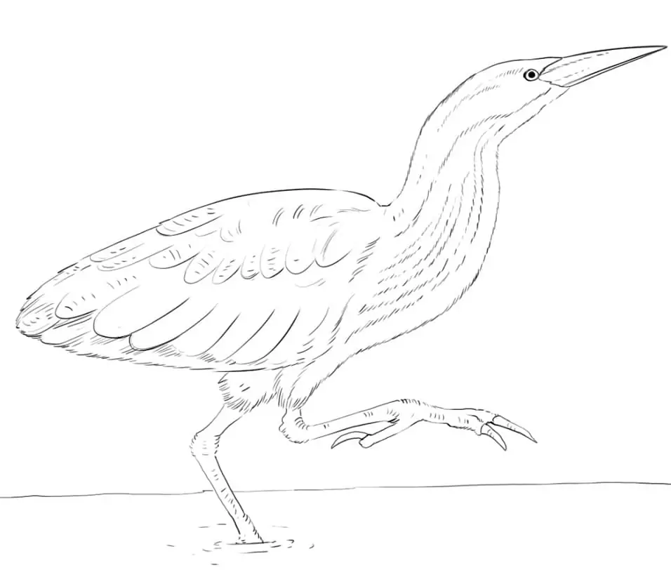 Printable Bittern