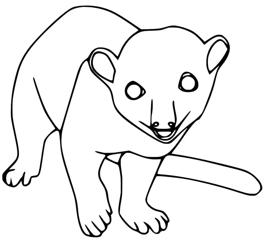 Kinkajou Coloring Page