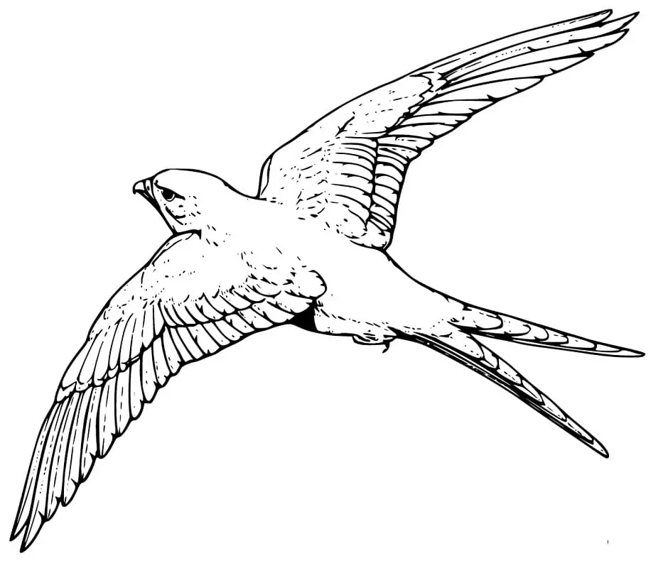 Printable Kite Bird