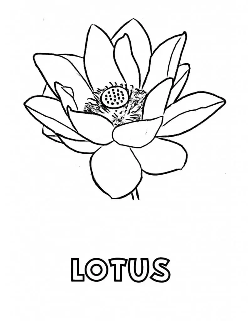 Druckbare Lotusblume