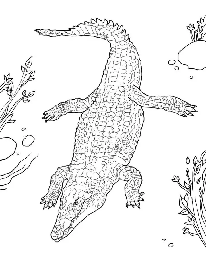 Printable Nile Crocodile