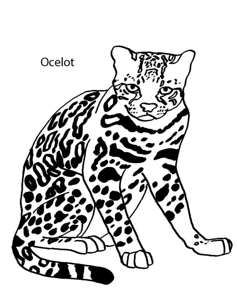 Printable Ocelot