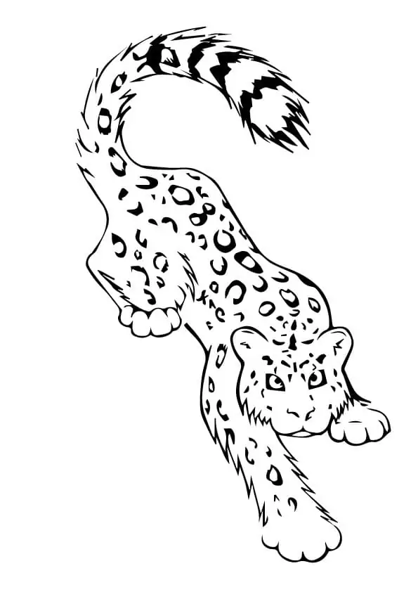 Printable Snow Leopard