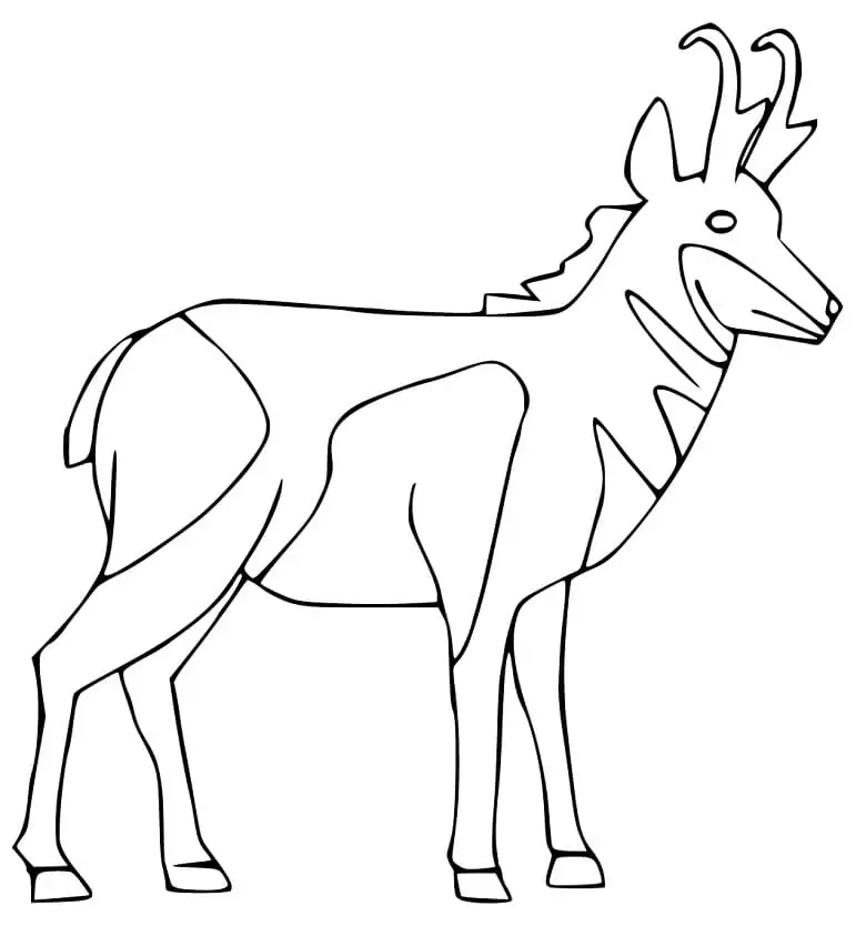 Pronghorn 1