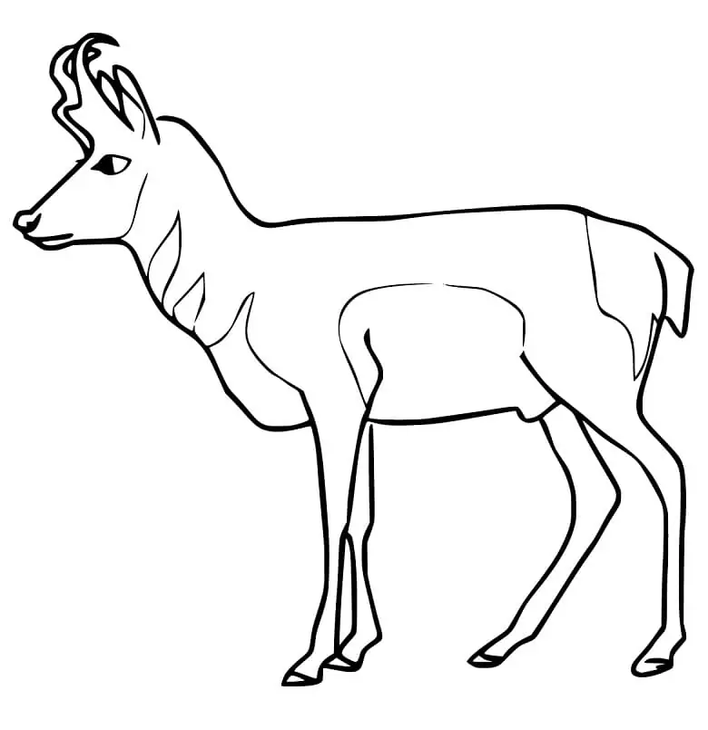 Pronghorn Printable