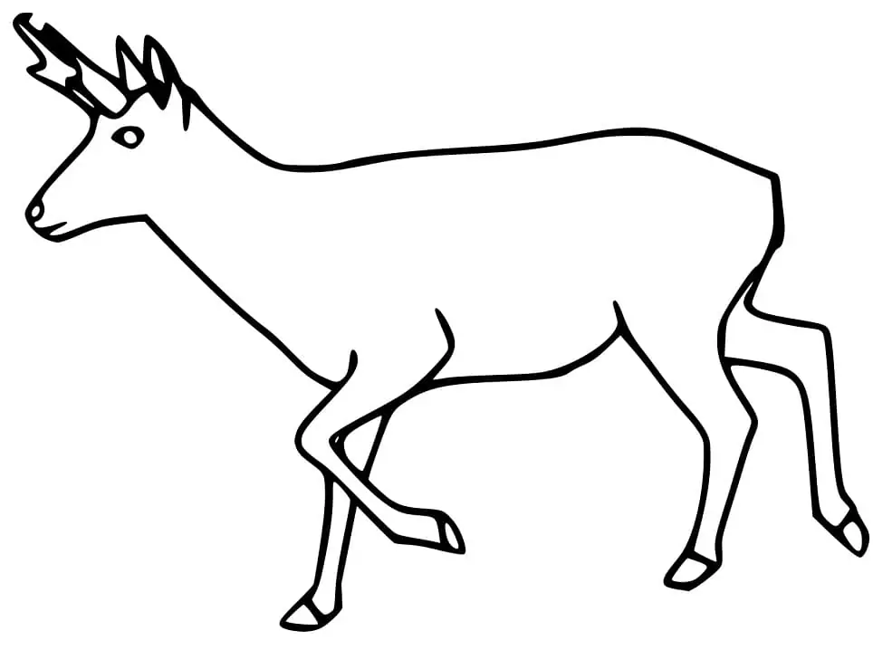 Pronghorn Laufen