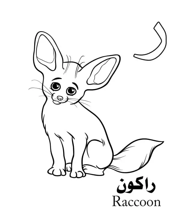 Raccoon Arabic Alphabet