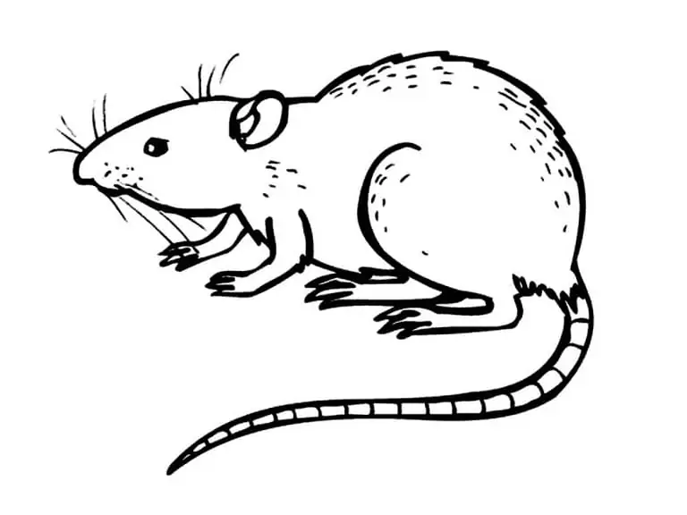 Rat to Color
