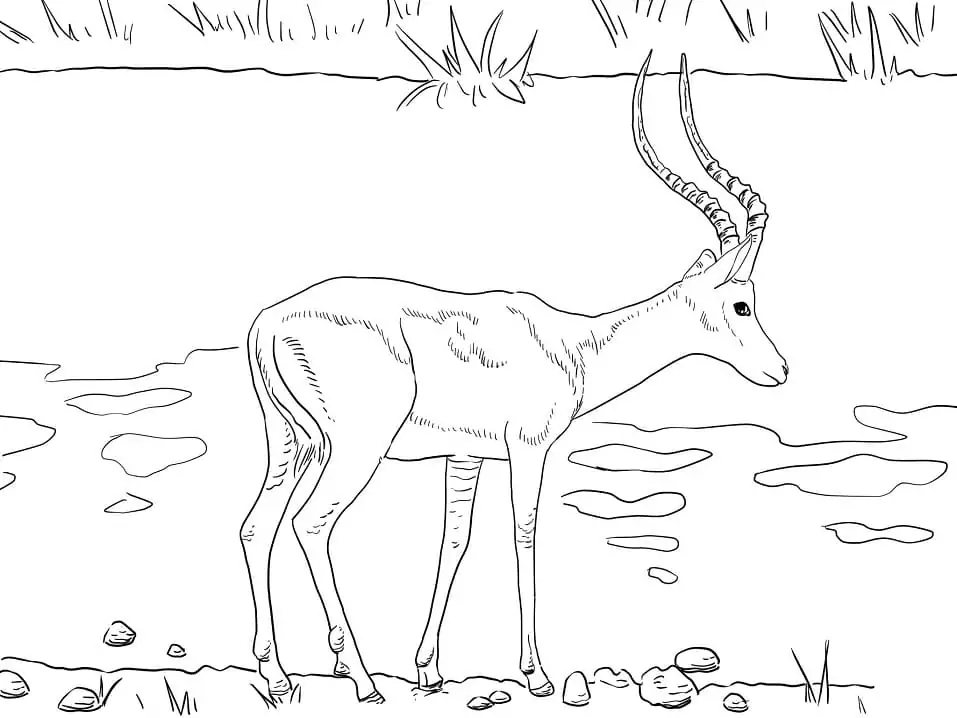 Realistic Impala Coloring Page - Free Printable Coloring Pages for Kids