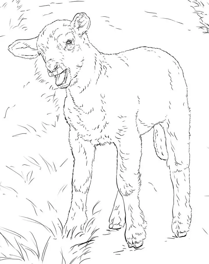 Realistic Lamb