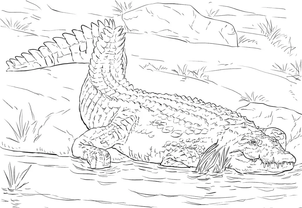 Realistic Nile Crocodile