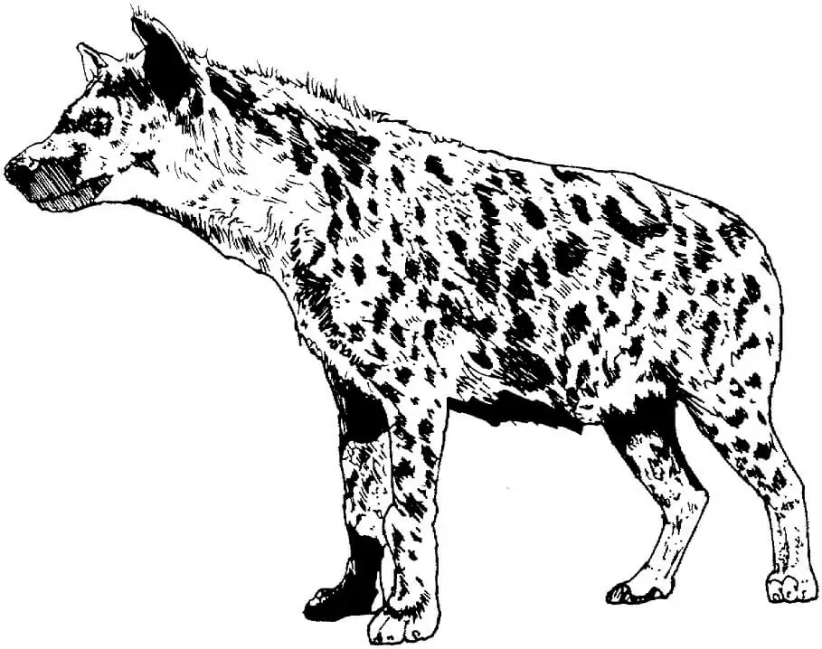 Realistic Spotted Hyena