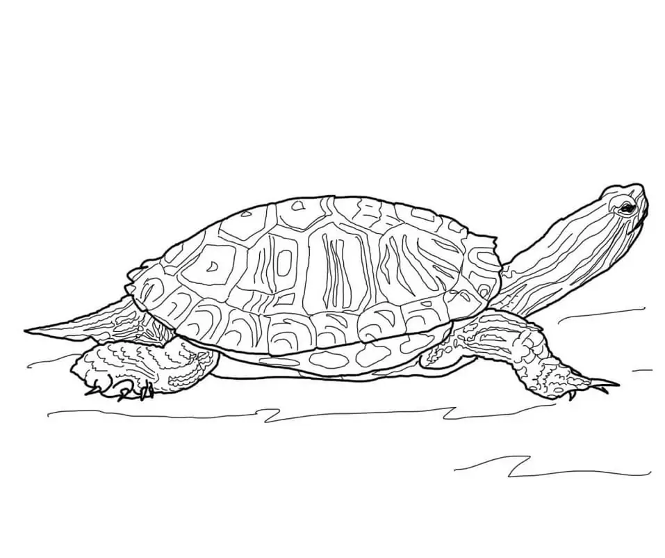 Red Eared Slider Turtle coloring page