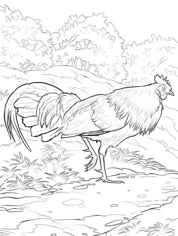 Red Junglefowl Rooster