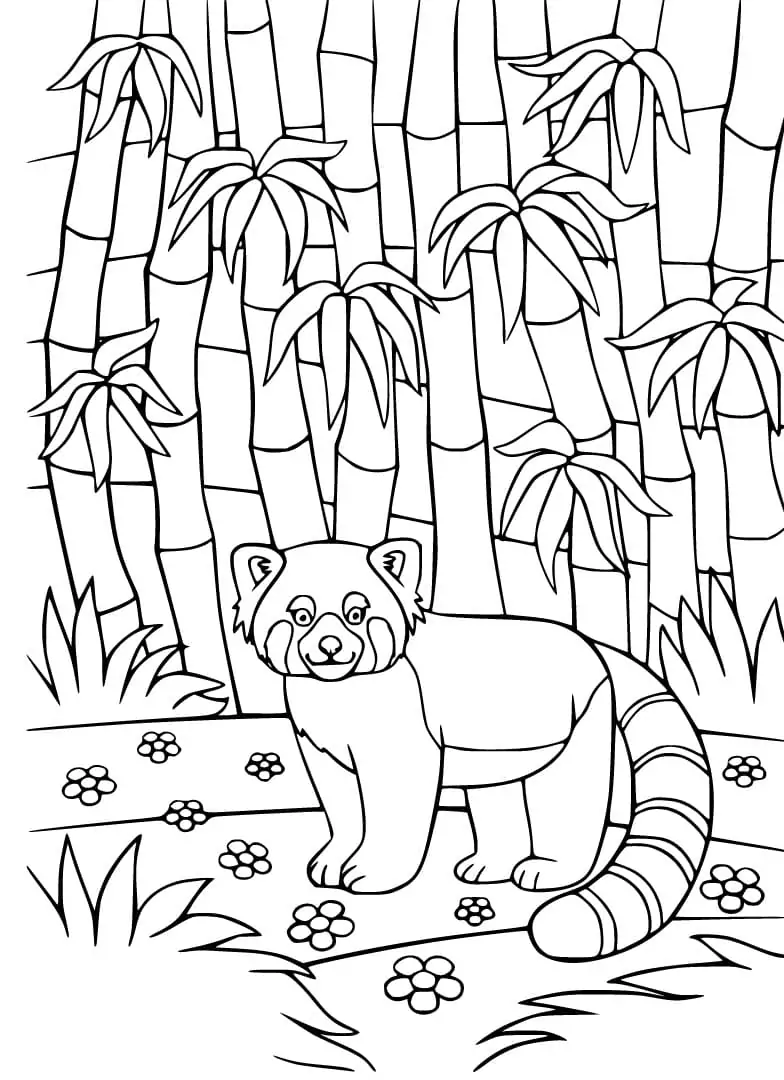 Red Panda in Bamboo Forest