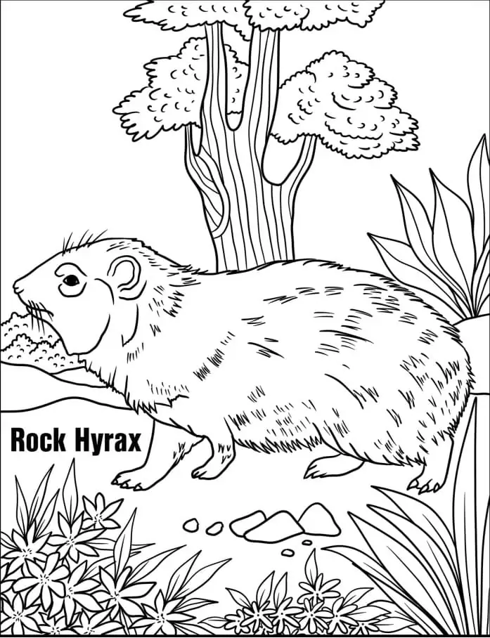 Rock Hyrax on Ground