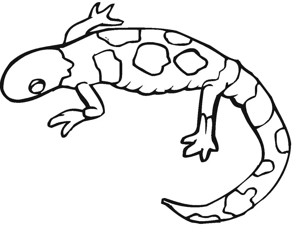 Salamander 7