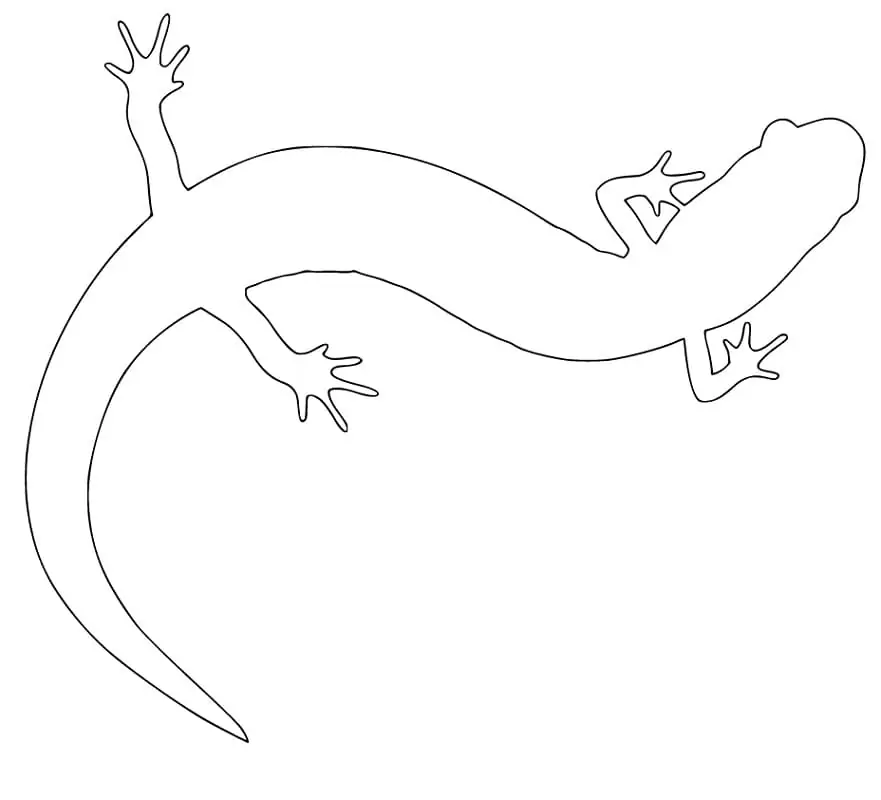 Salamander Outline
