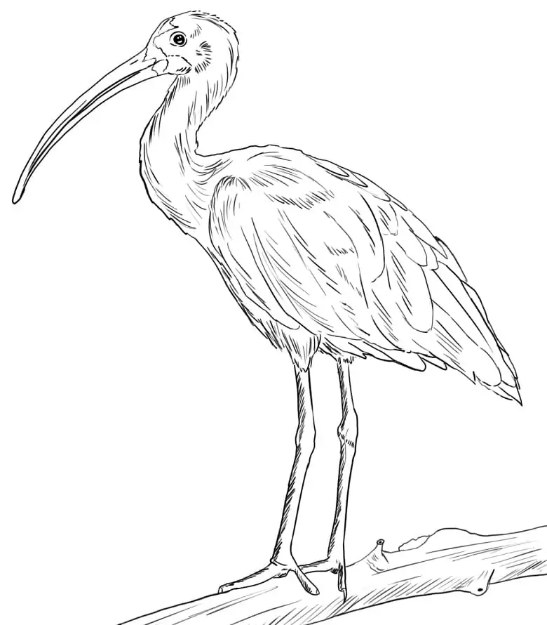 Ibis Coloring Page