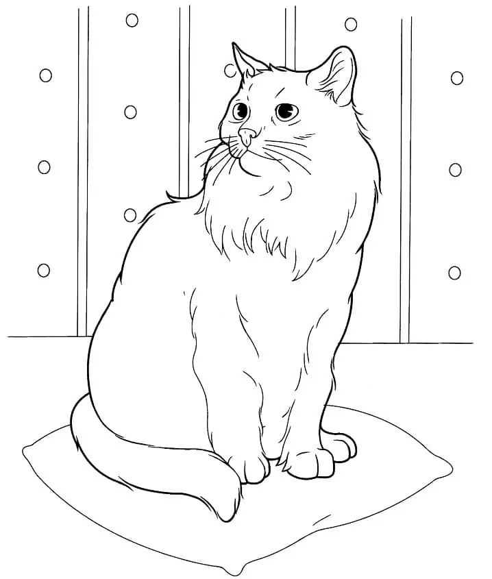 Siberian Cat 1