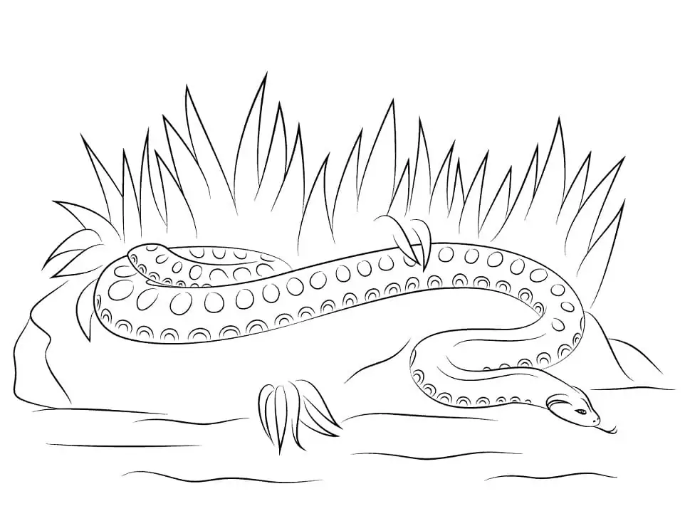 Simple Anaconda