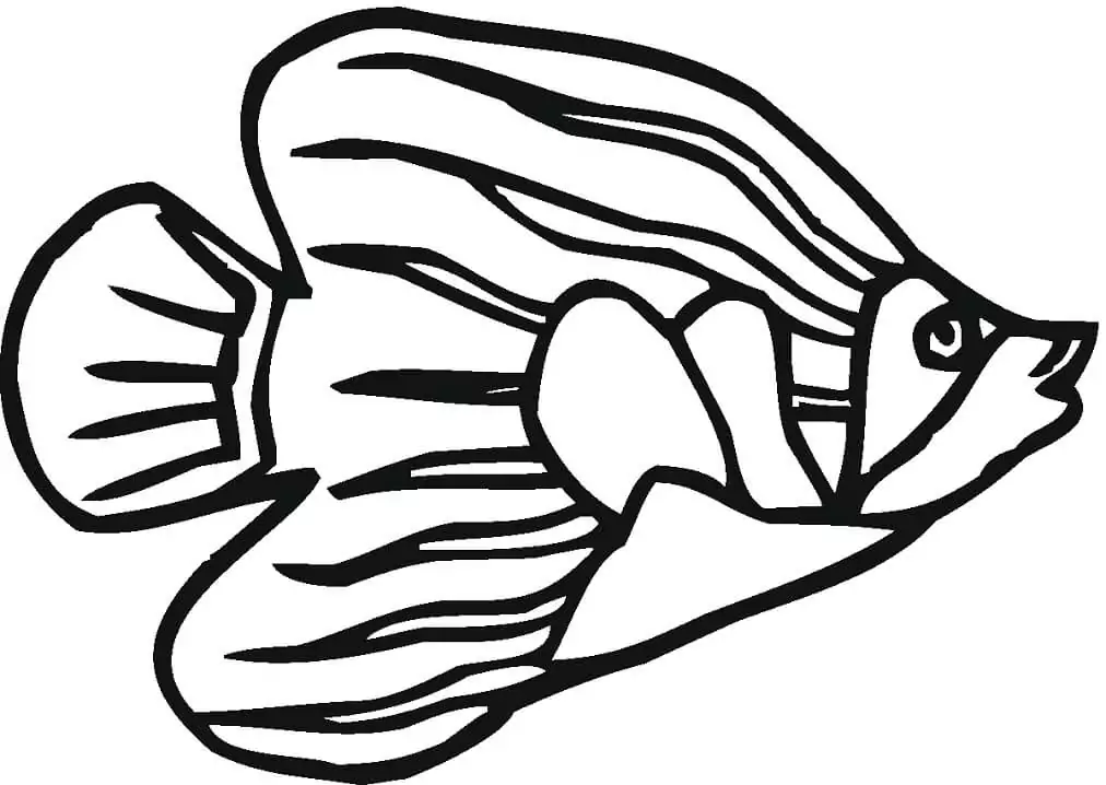 Simple Angelfish