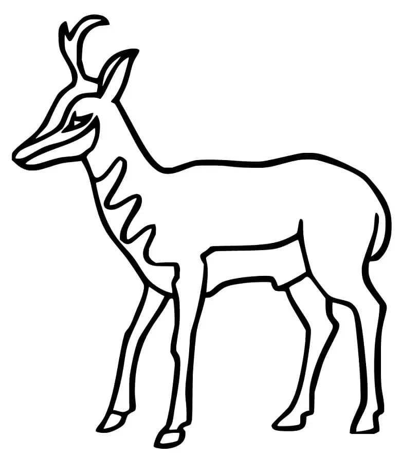 Pronghorn simples