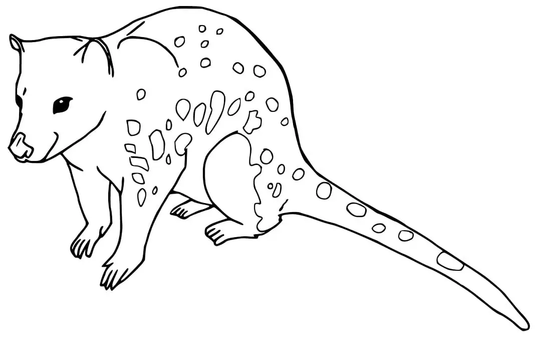 Simple Quoll