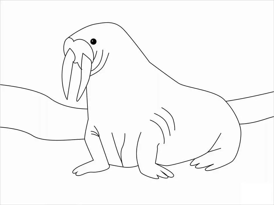 Simple Walrus