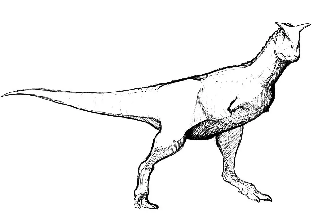 Sketch Carnotaurus