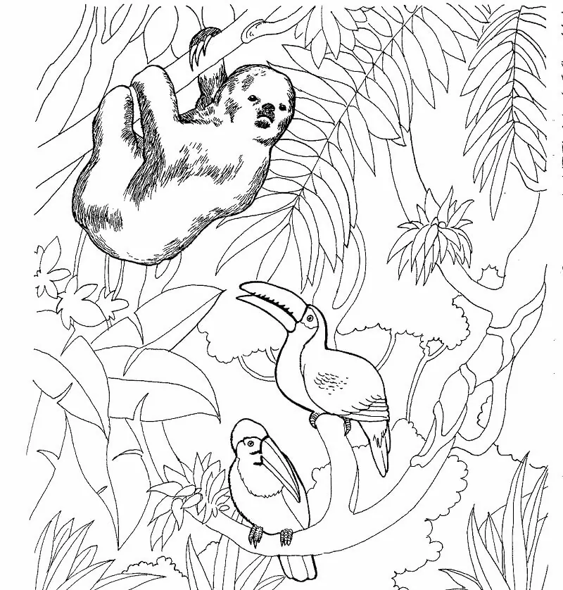 Sloth and Toucans