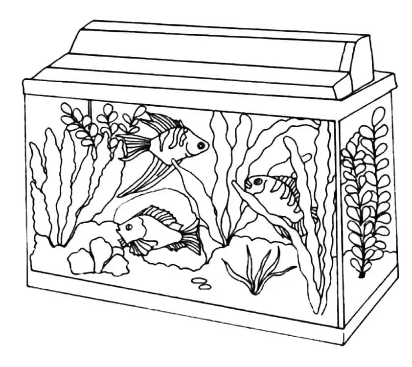 Small Aquarium