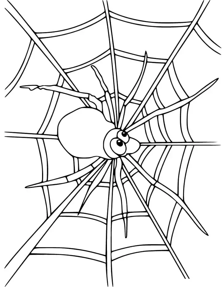 Spider Web - Coloring Pages