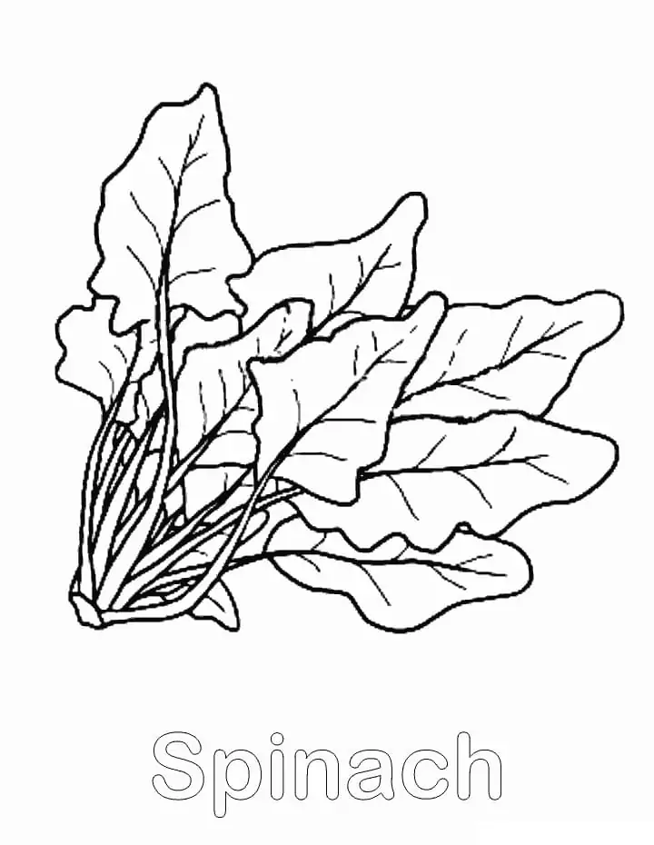 Easy Spinach Coloring Page - Free Printable Coloring Pages for Kids