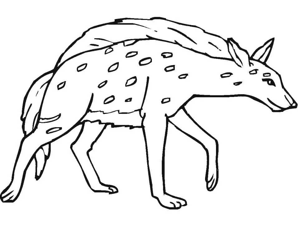 Spotted Hyena 3