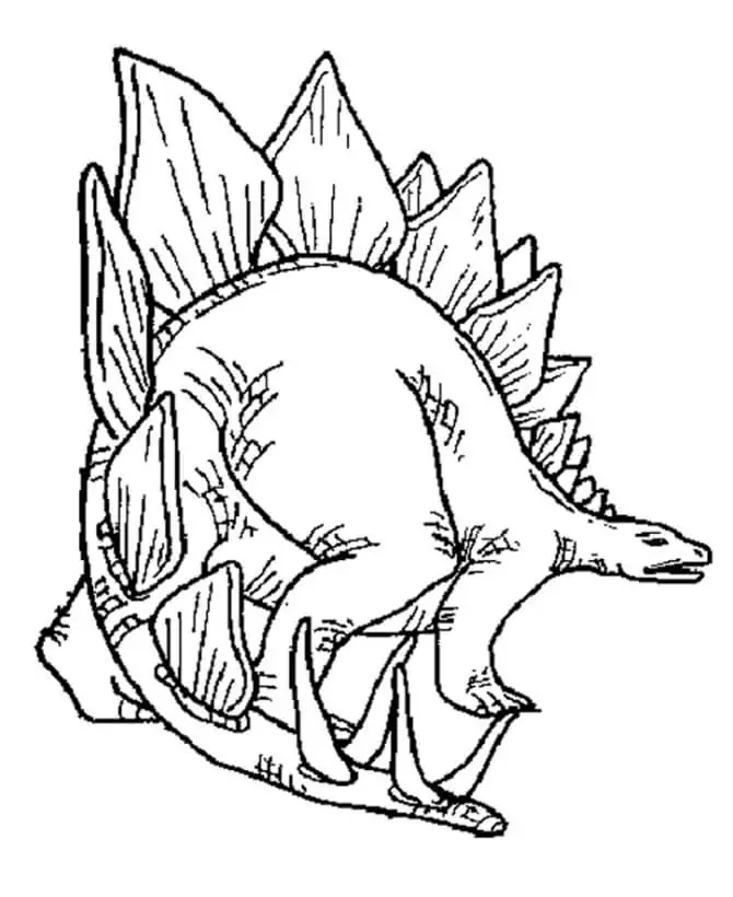 Stegosaurus 5