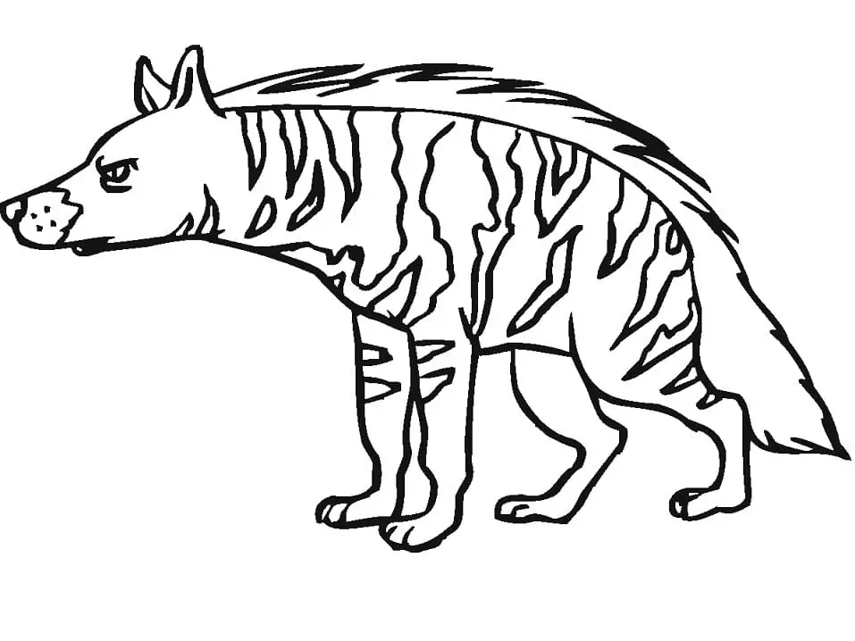 Striped Hyena 4
