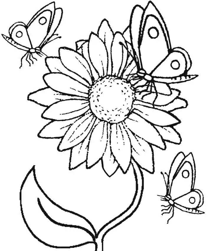 Sunflower and Butterflies