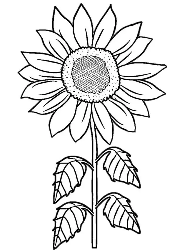 Sunflower for Kid