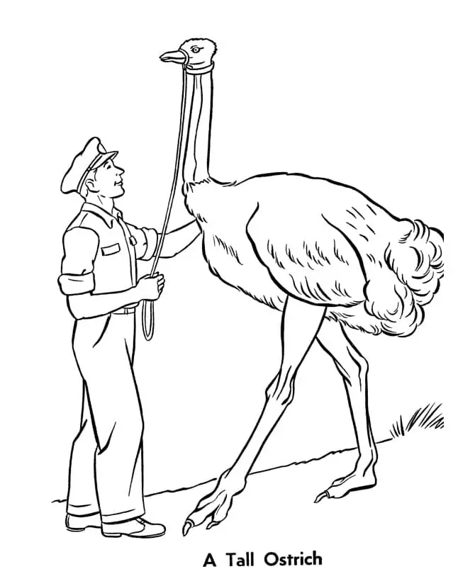 Tall Ostrich