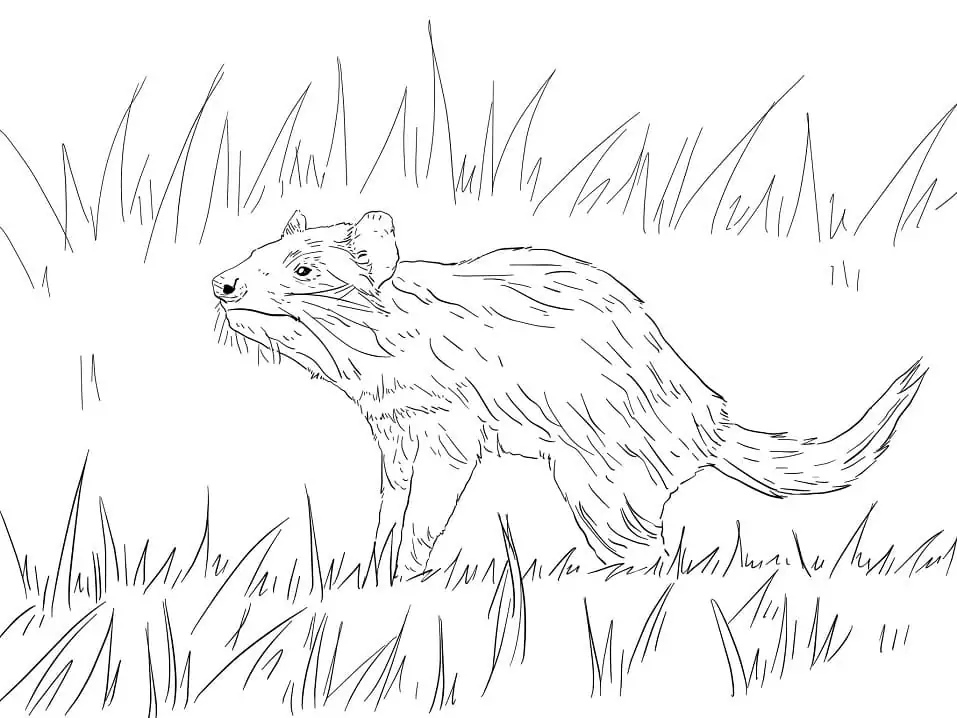Tasmanian Devil on Grass