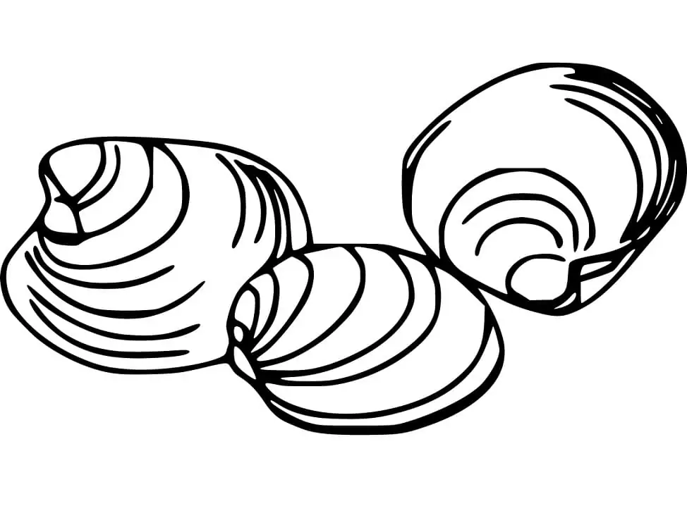 Clam Coloring Pages - Free Printable Coloring Pages for Kids