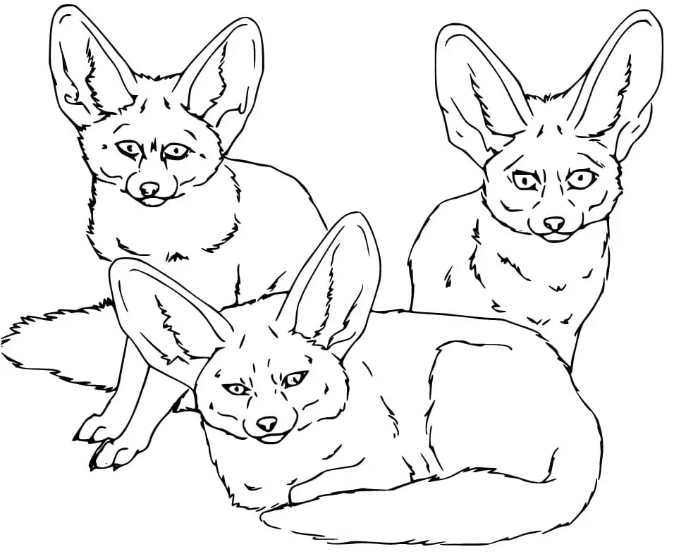Three Fennec Foxes
