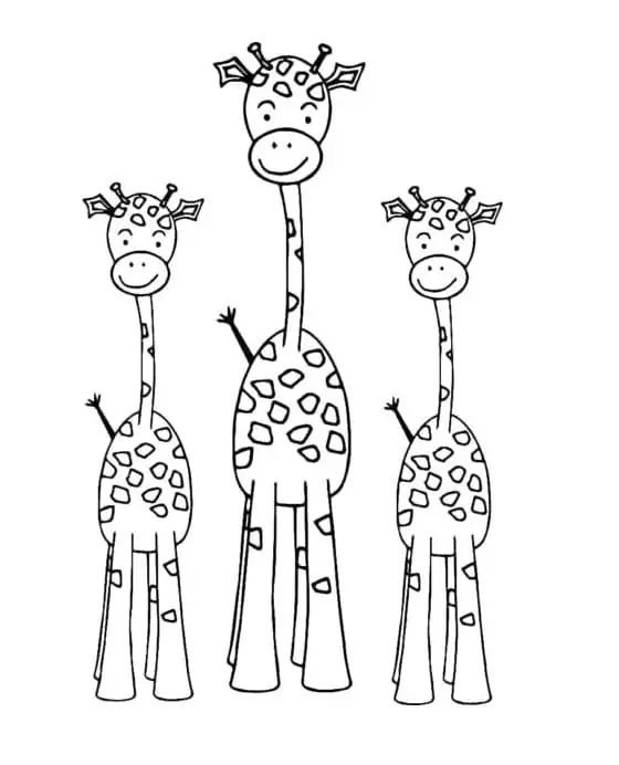 Drei Giraffen